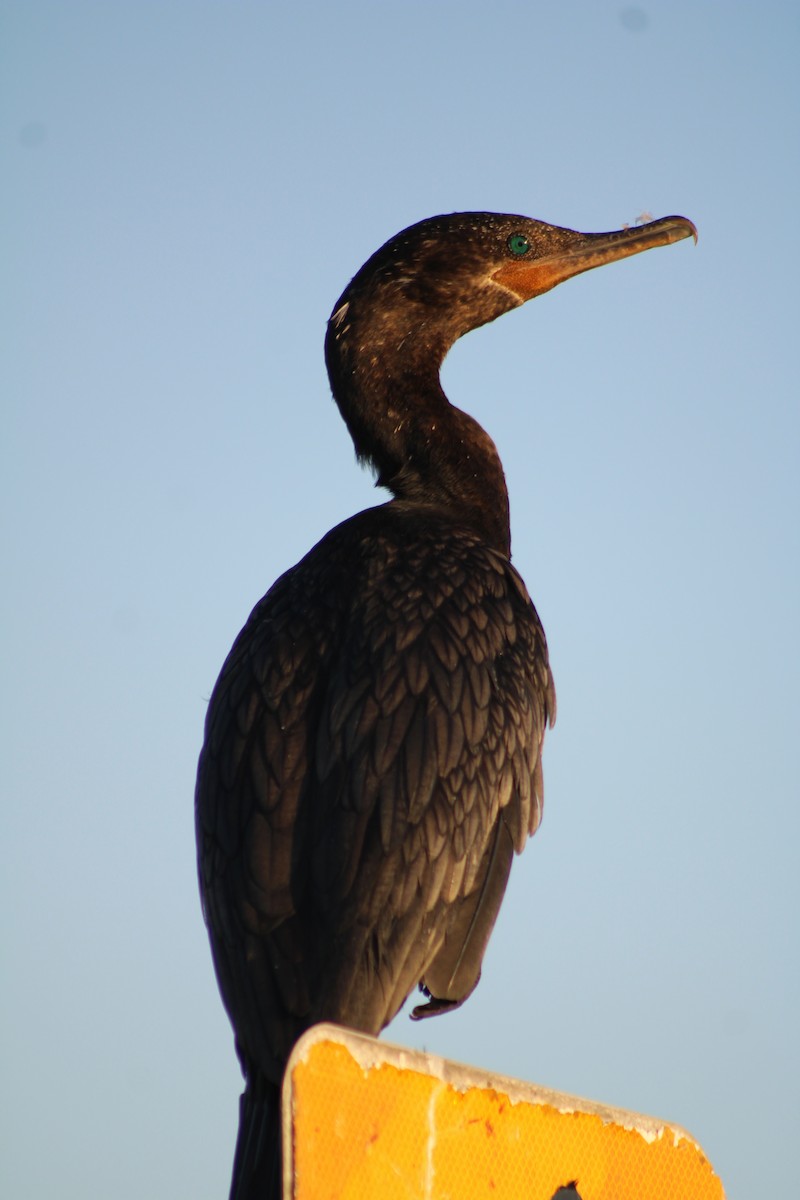 Neotropic Cormorant - ML643400371