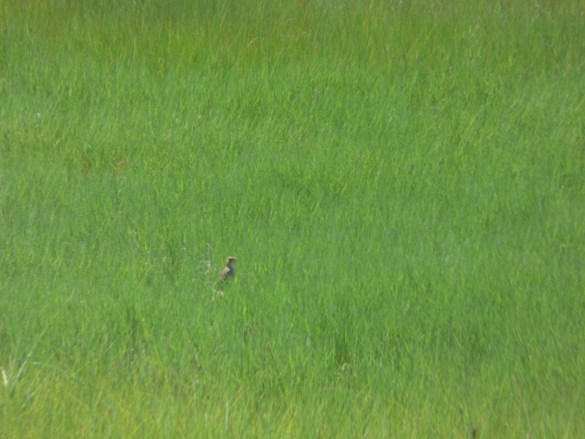 Saltmarsh Sparrow - ML643400372