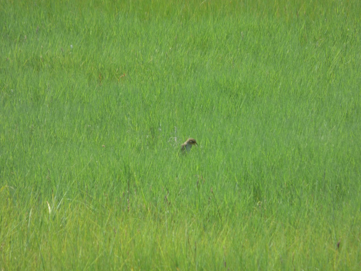 Saltmarsh Sparrow - ML643400373