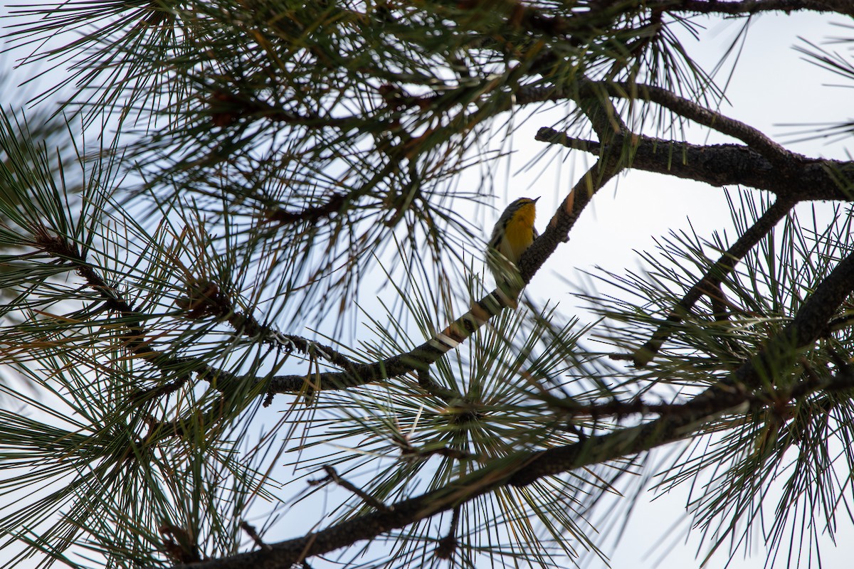 Grace's Warbler - ML643400374