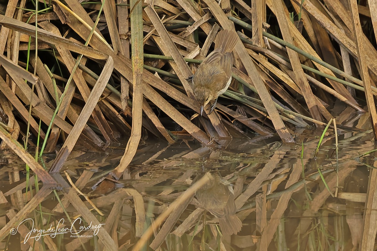 Highland Rush Warbler - ML643400375