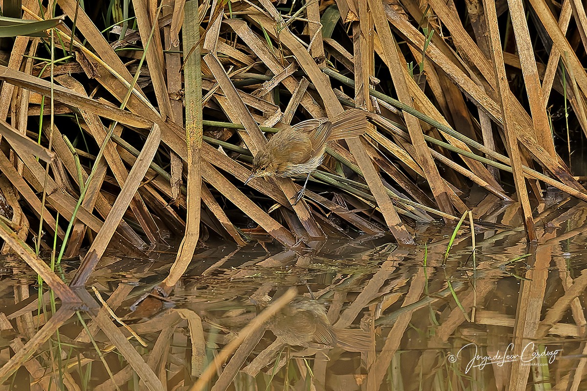 Highland Rush Warbler - ML643400377