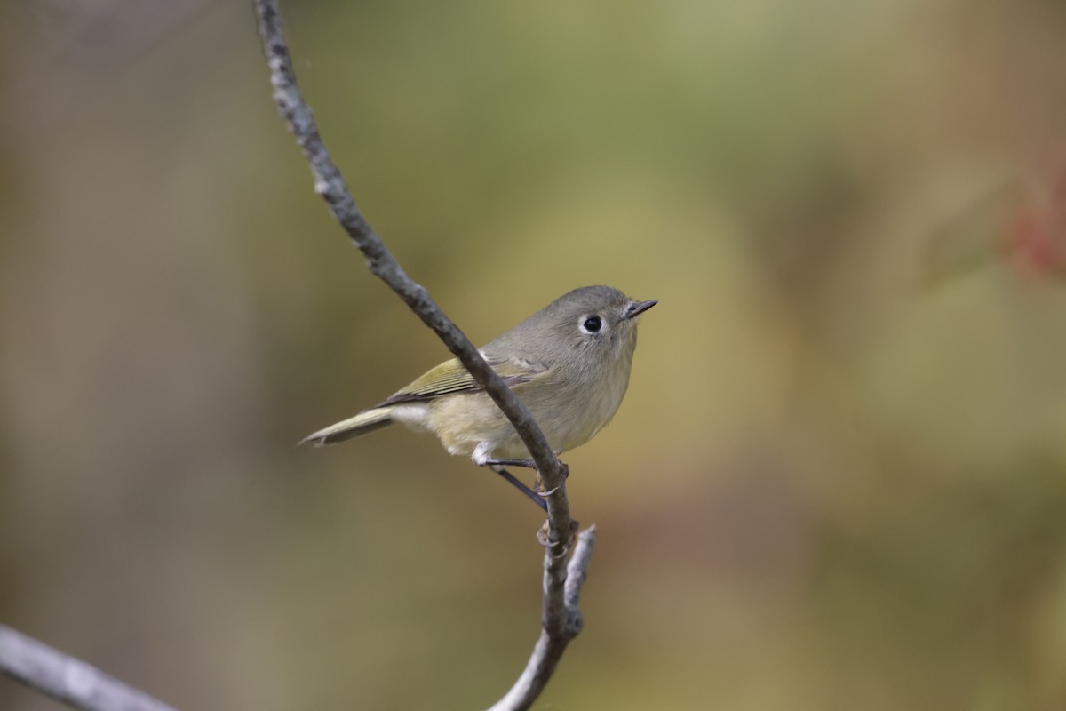 Ruby-crowned Kinglet - ML643400381