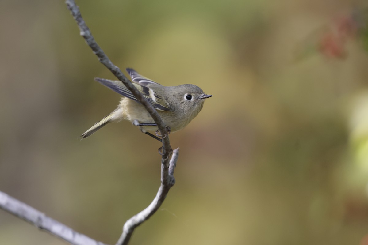 Ruby-crowned Kinglet - ML643400382