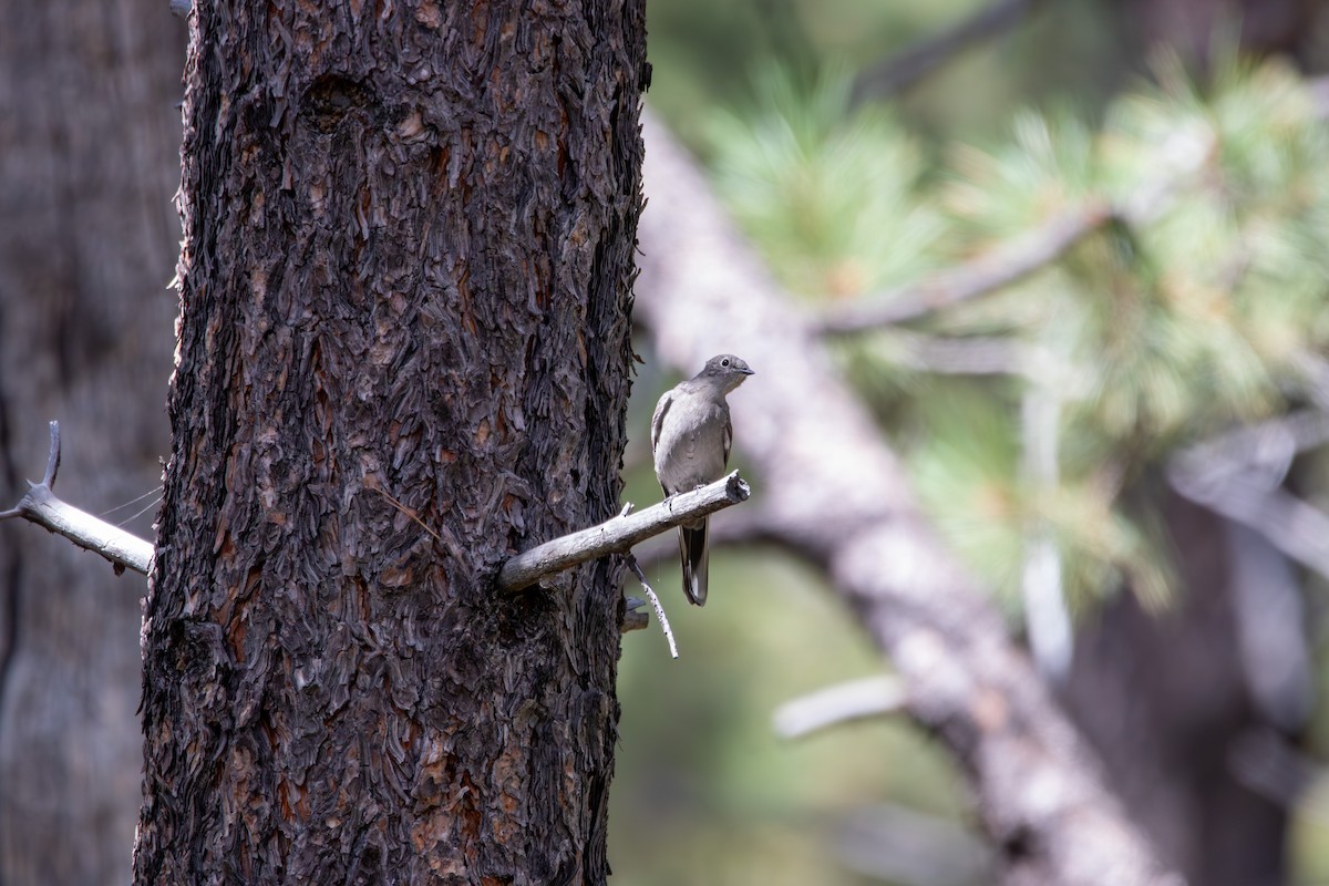 Townsend's Solitaire - ML643400383