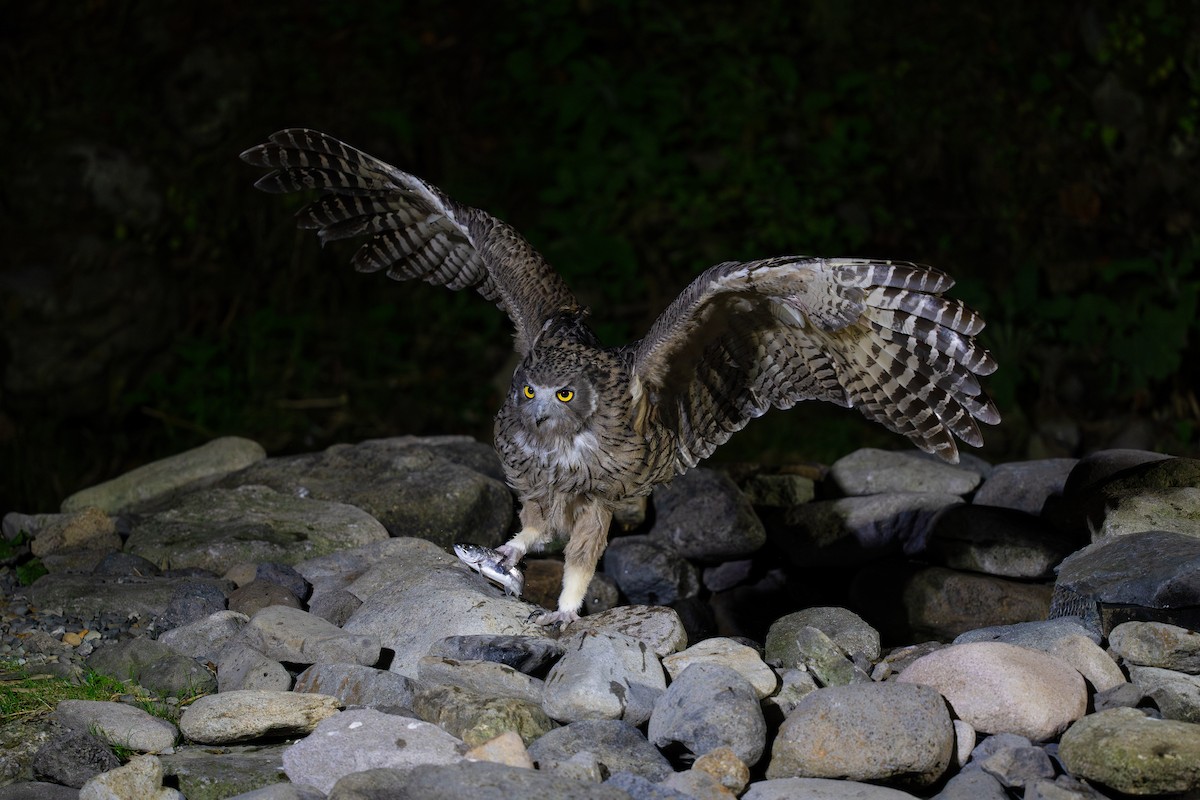 Blakiston's Fish-Owl - ML643400395