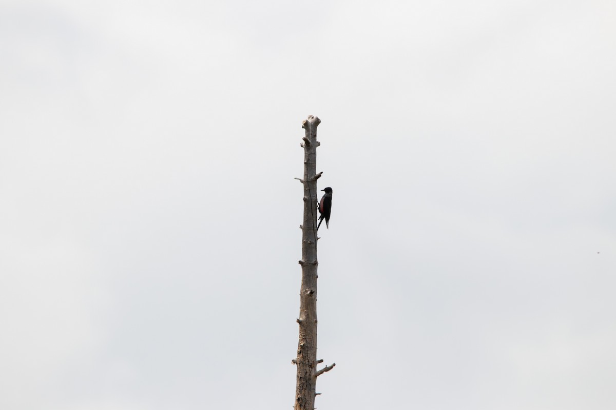 Lewis's Woodpecker - ML643400397