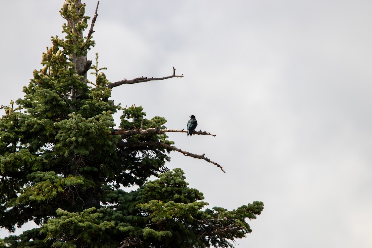 Lewis's Woodpecker - ML643400399