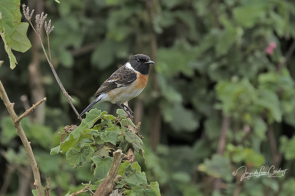 African Stonechat - ML643400400