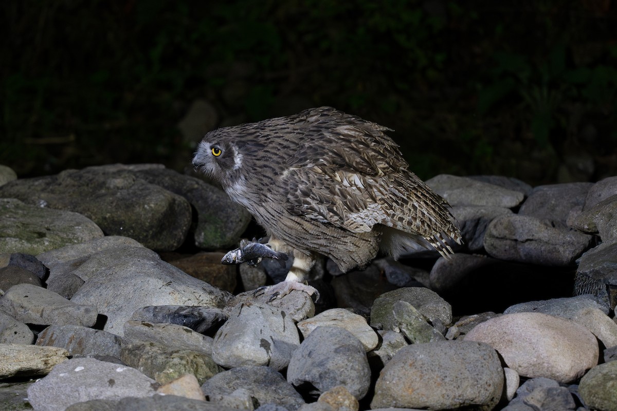 Blakiston's Fish-Owl - ML643400403