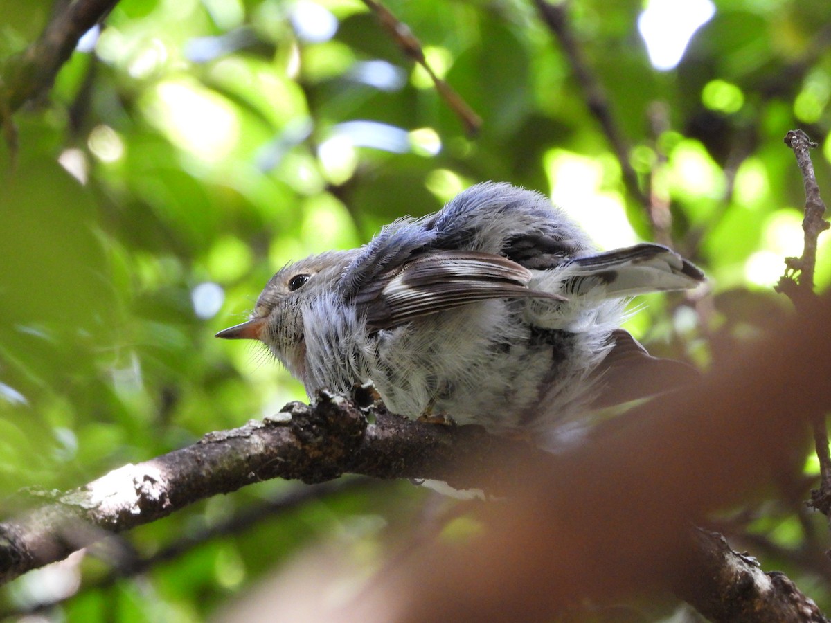 Тоутоваї рожевий - ML643400405