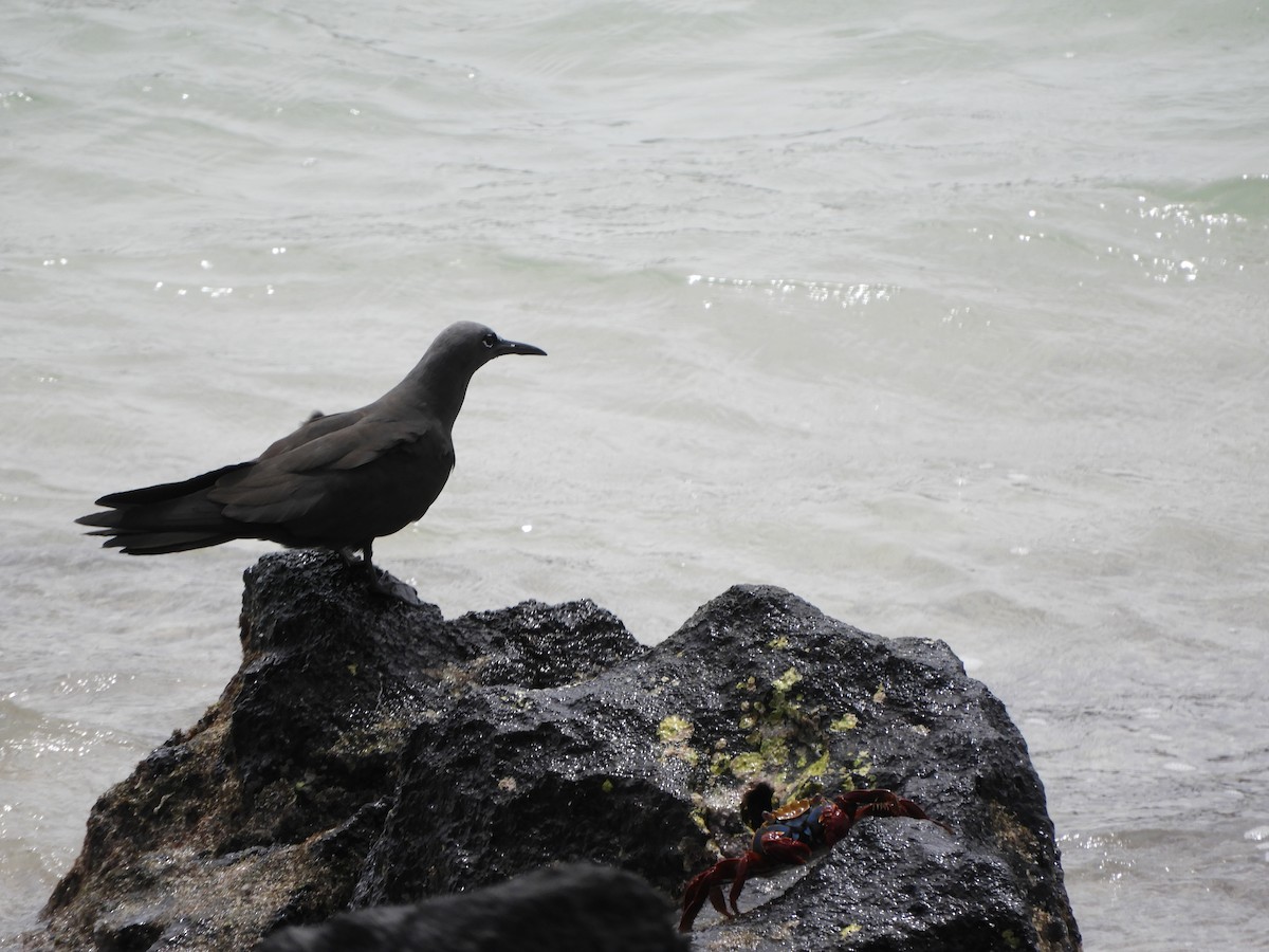 Brown Noddy - ML643400406