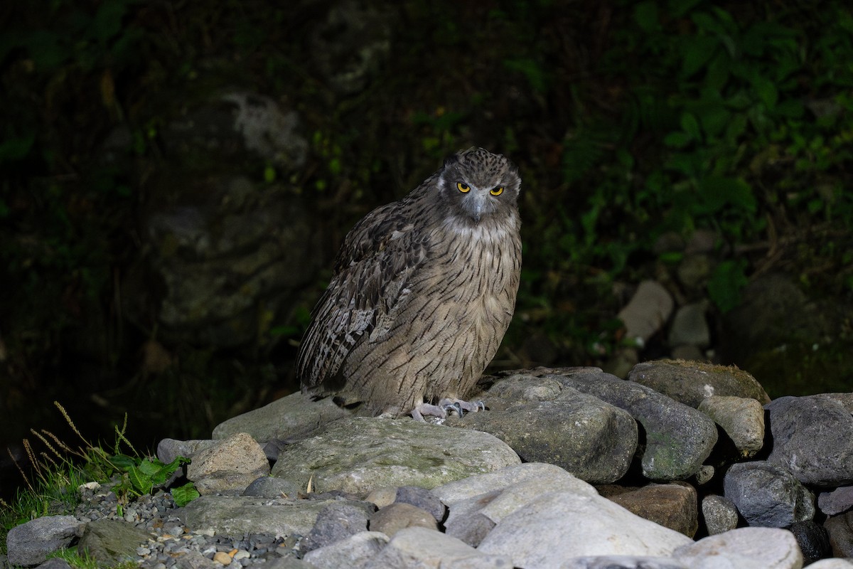 Blakiston's Fish-Owl - ML643400408