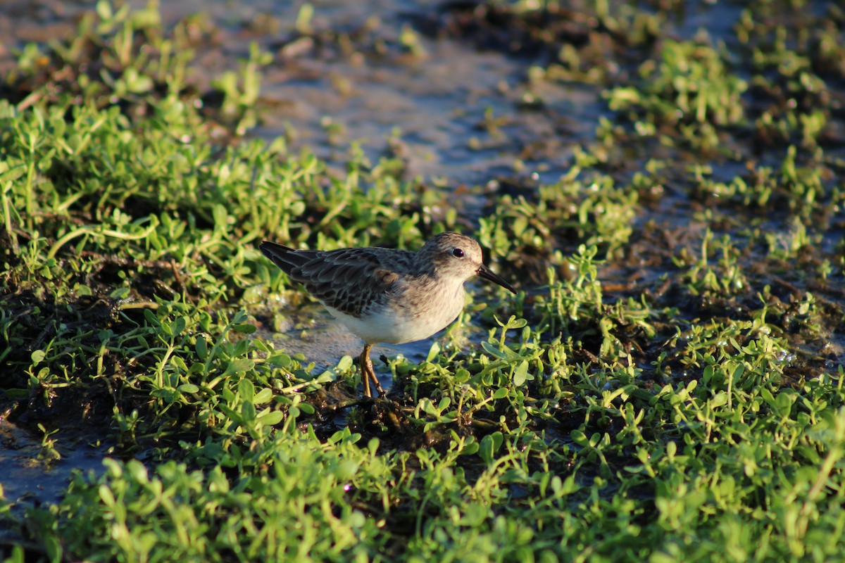 Least Sandpiper - ML643400414