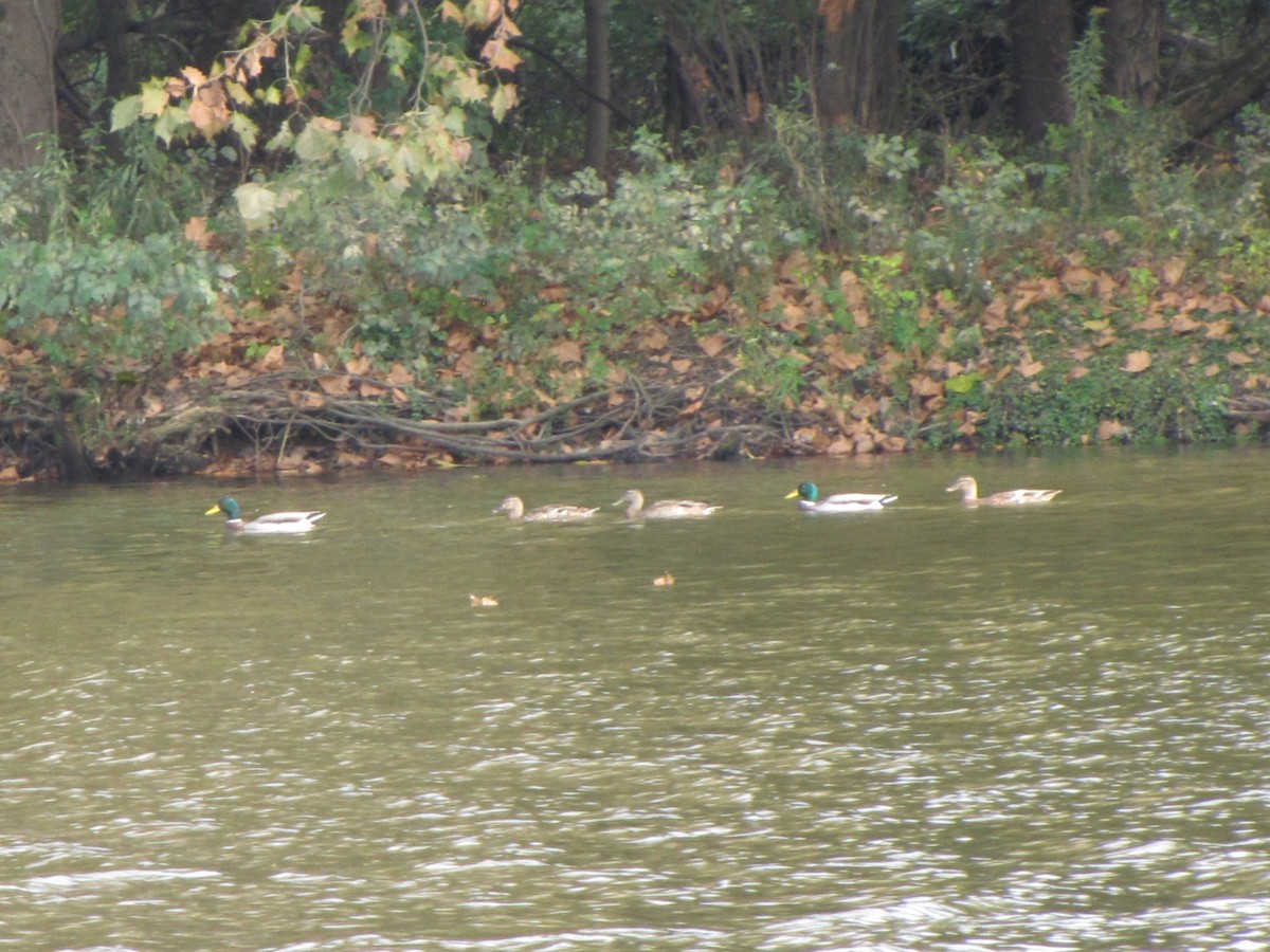 Canard colvert - ML643400422