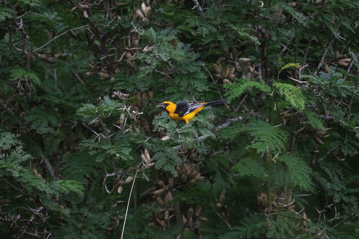 Altamira Oriole - ML643400426