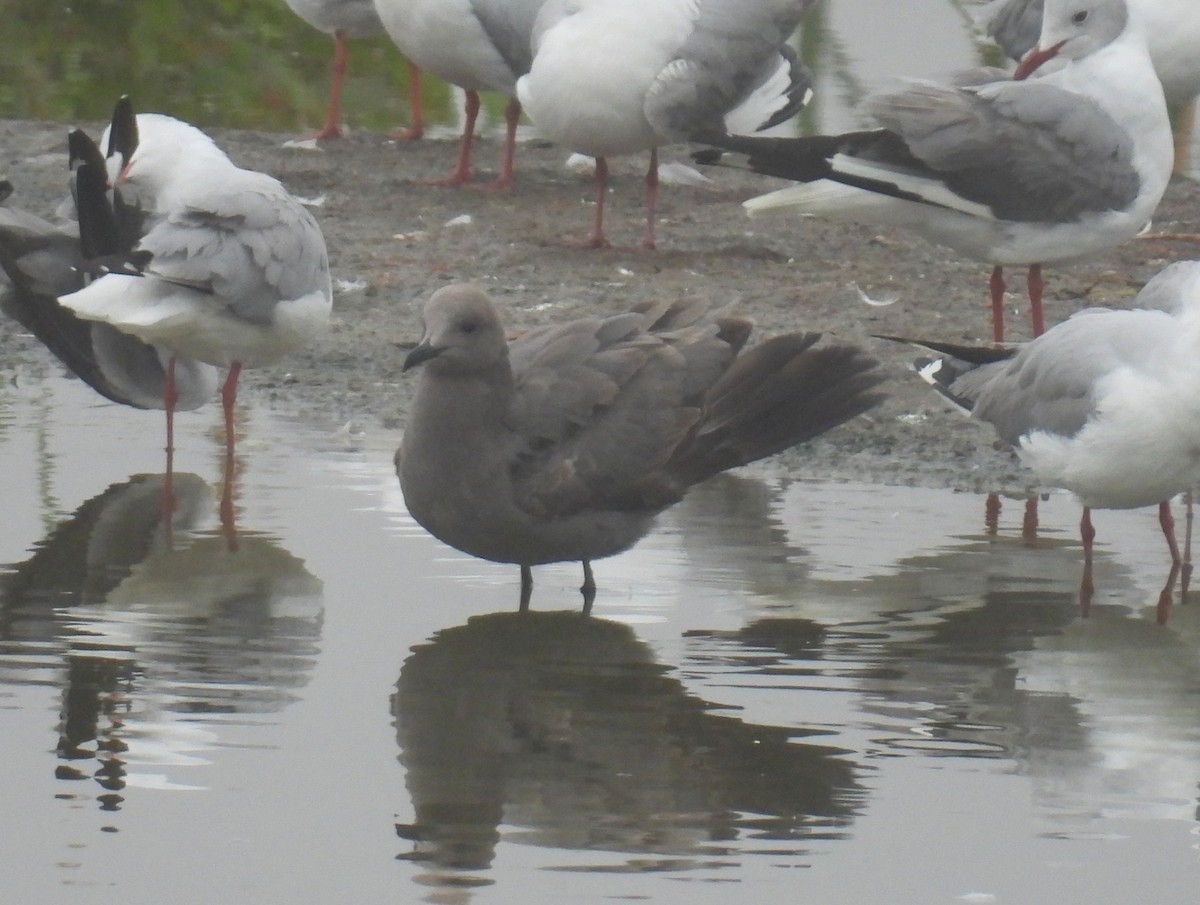 Gray Gull - ML643400441