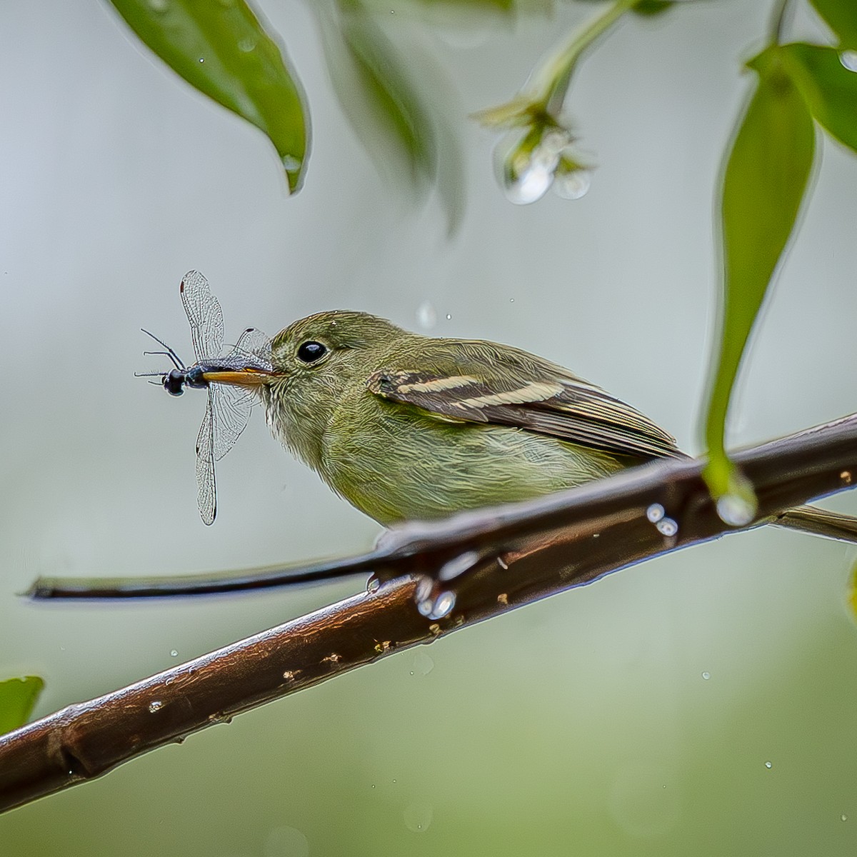 Mosquero Verdoso - ML643400445