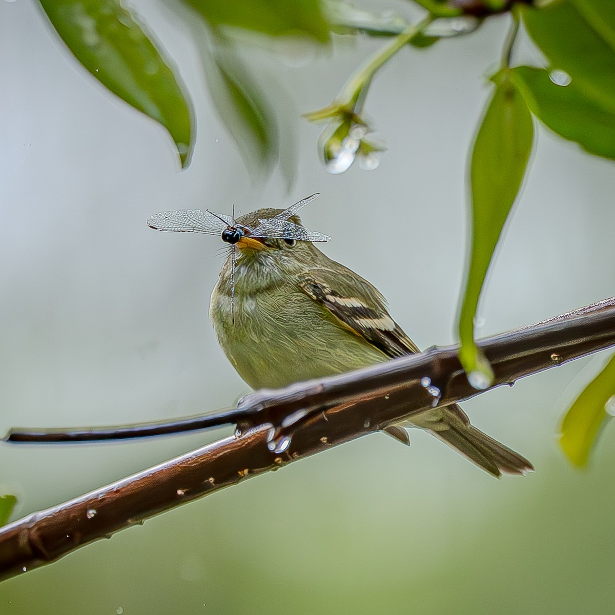 Mosquero Verdoso - ML643400446