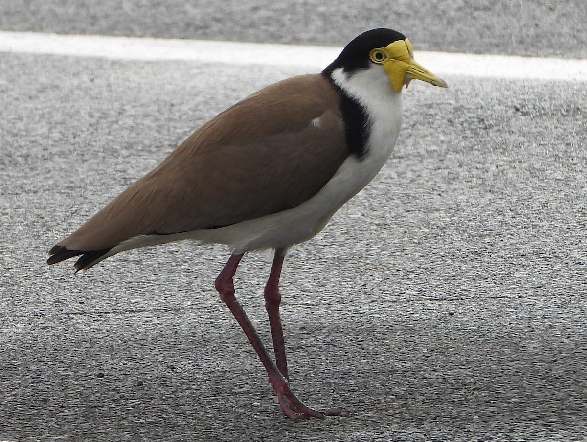 Masked Lapwing - ML643400457