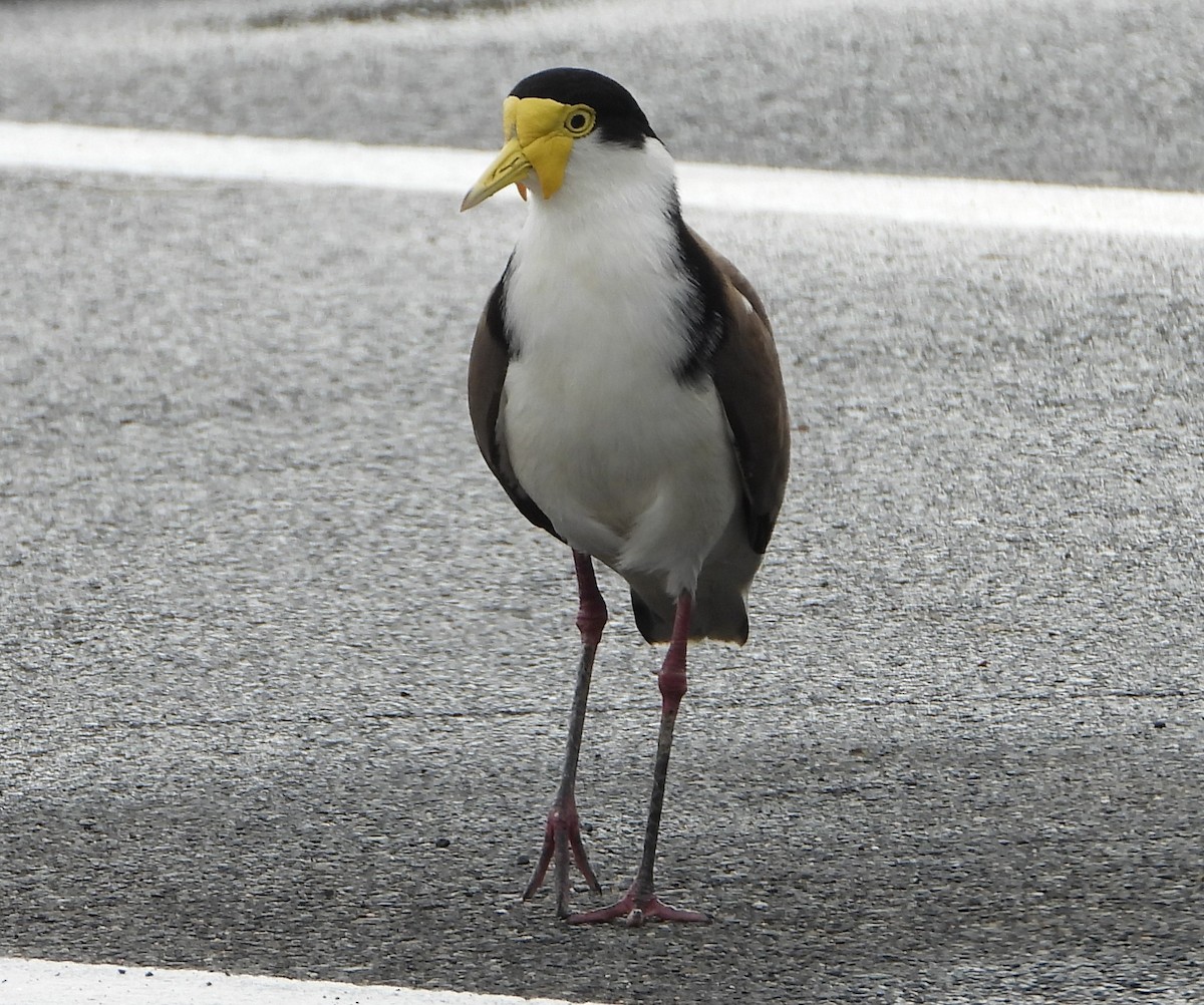 Masked Lapwing - ML643400458
