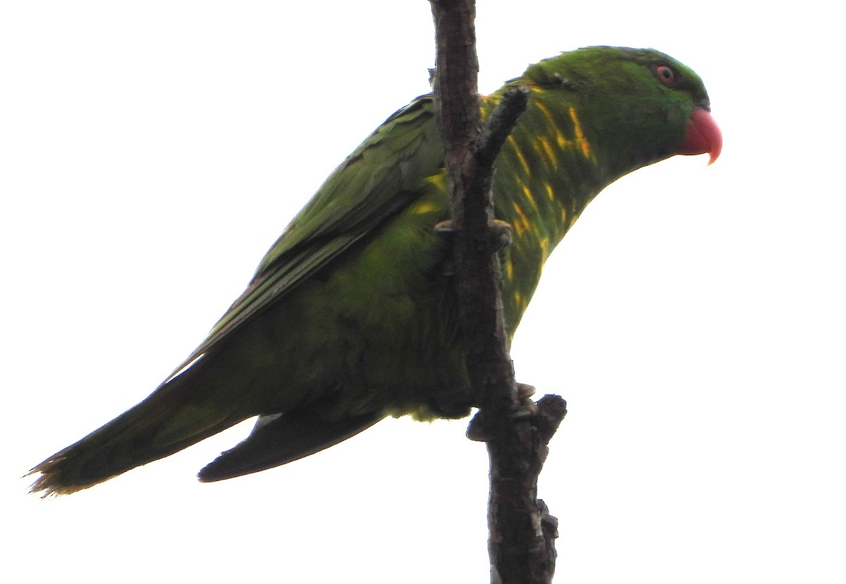 Scaly-breasted Lorikeet - ML643400476