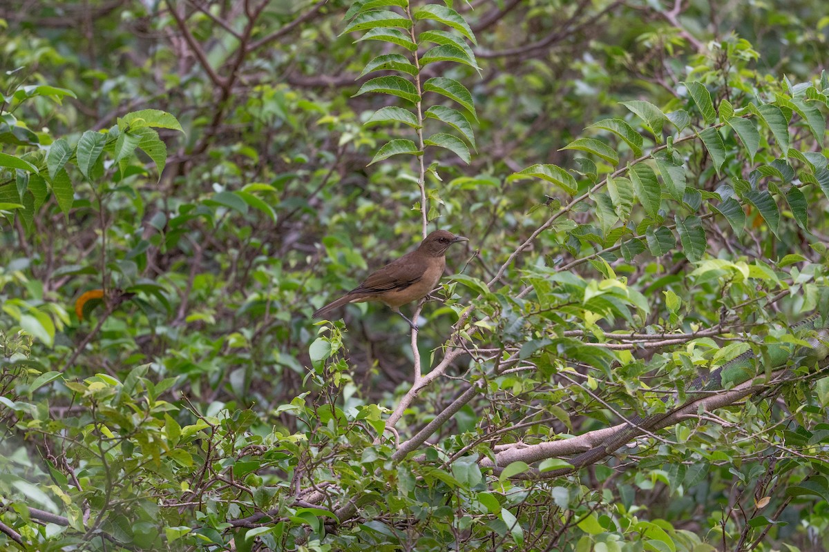 Clay-colored Thrush - ML643400481