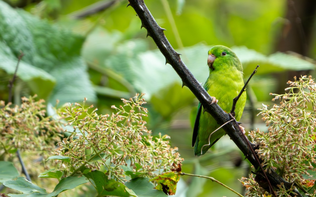 Spectacled Parrotlet - ML643400482