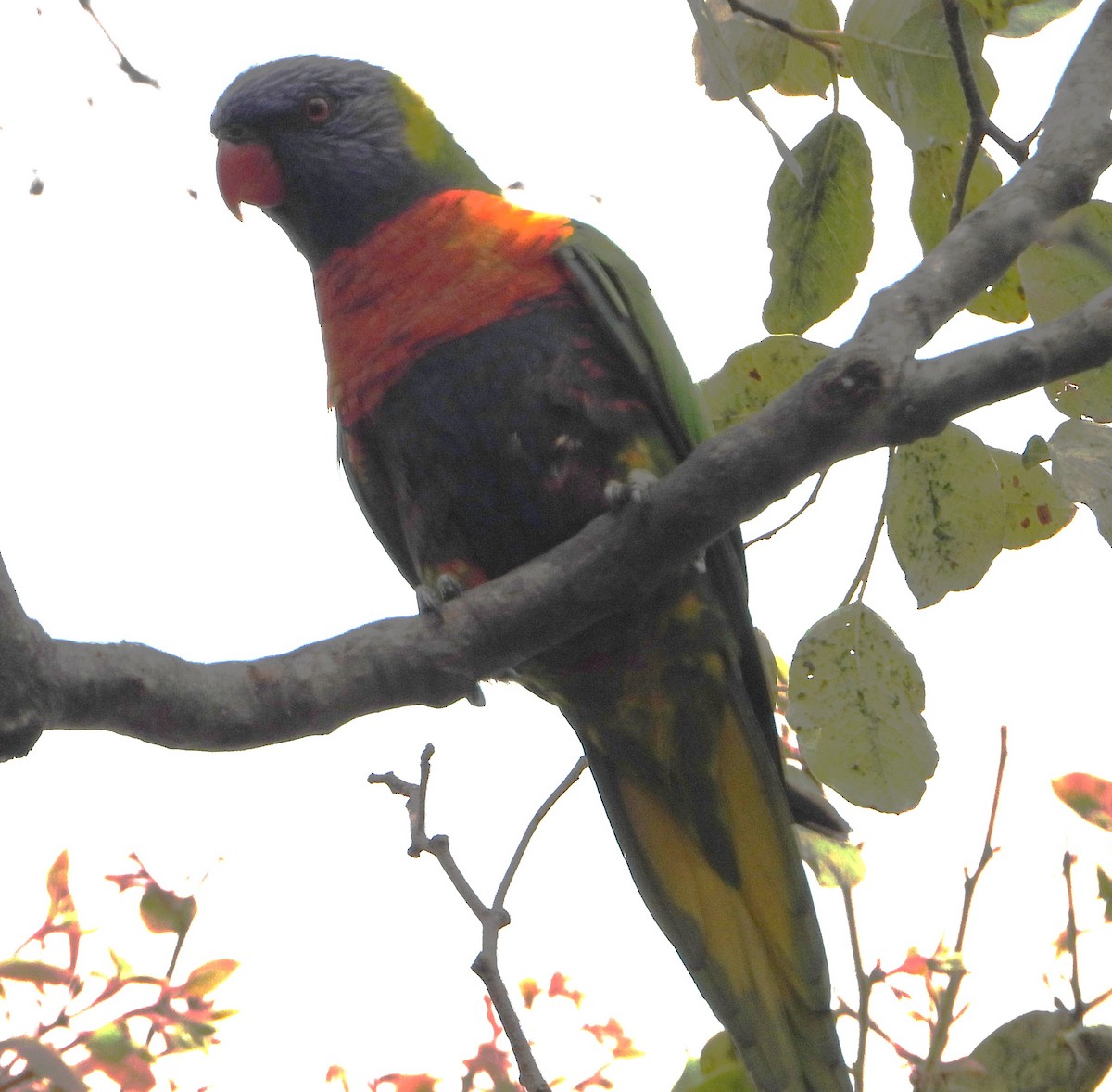 Rainbow Lorikeet - ML643400484