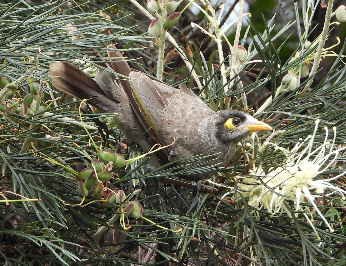 Noisy Miner - ML643400489