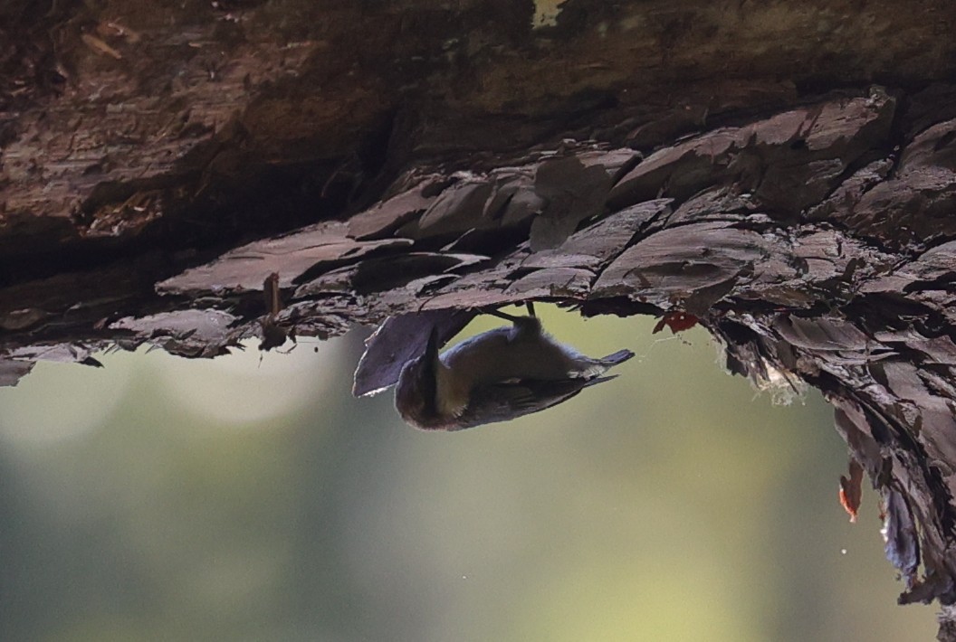 Brown-headed Nuthatch - ML643400492