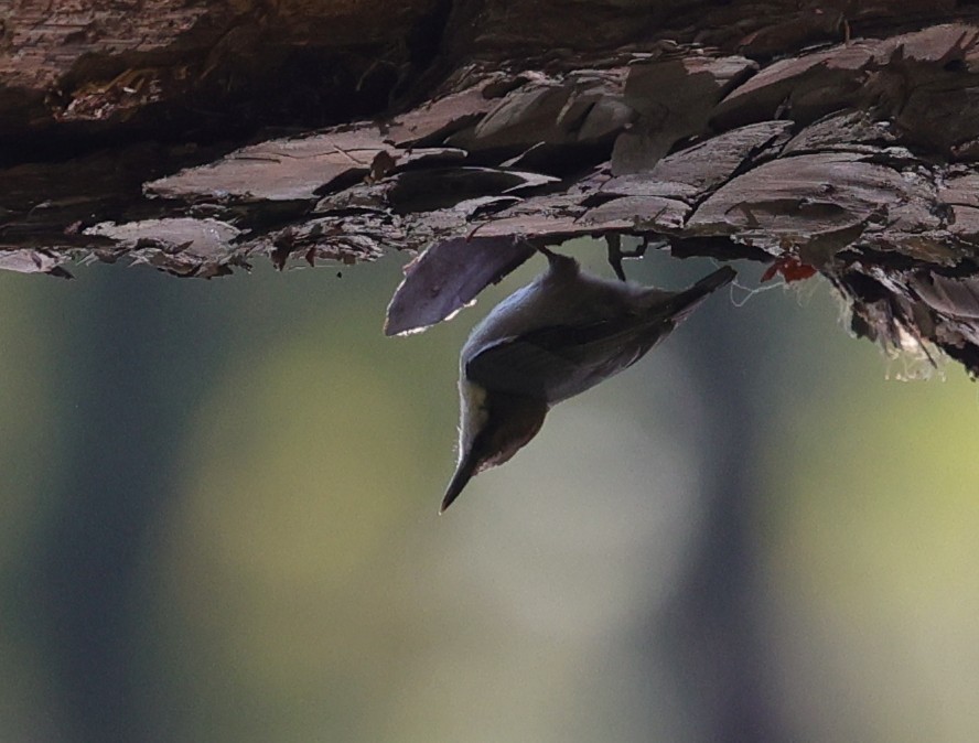 Brown-headed Nuthatch - ML643400493