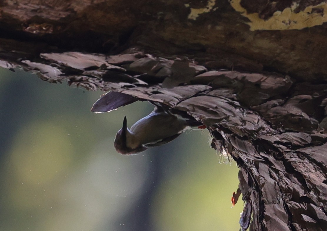 Brown-headed Nuthatch - ML643400494