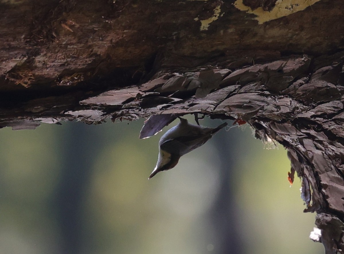 Brown-headed Nuthatch - ML643400495