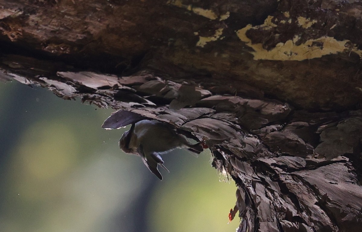 Brown-headed Nuthatch - ML643400496