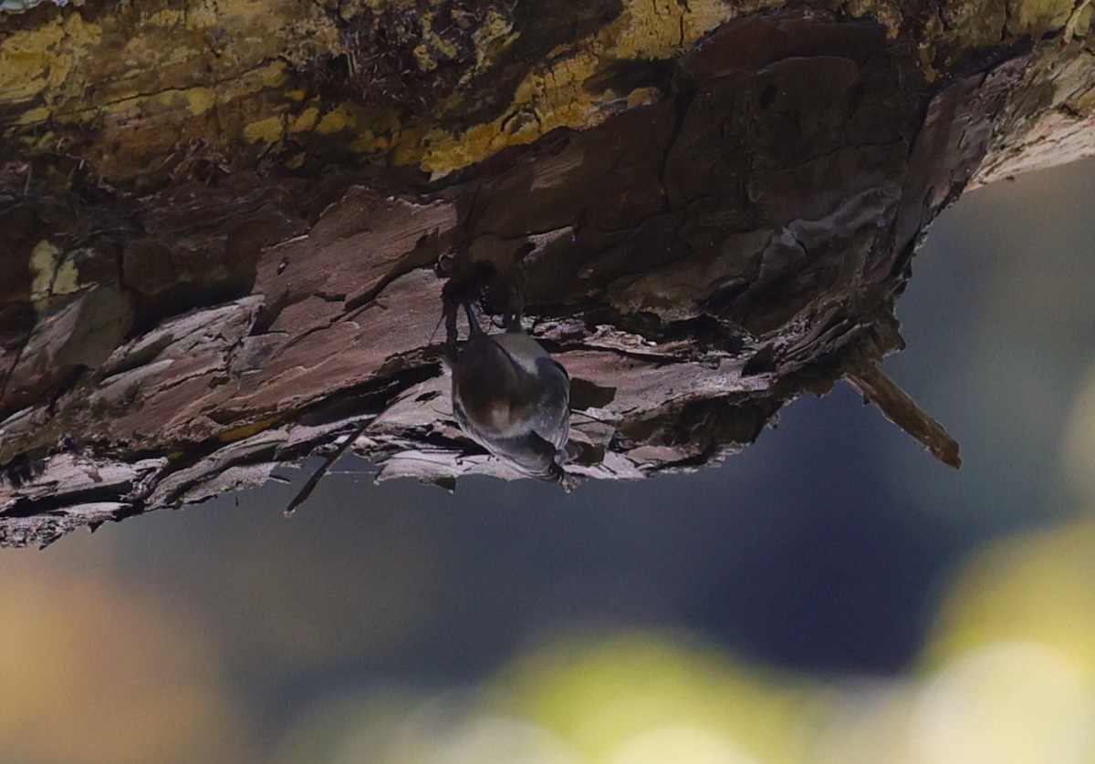 Brown-headed Nuthatch - ML643400497