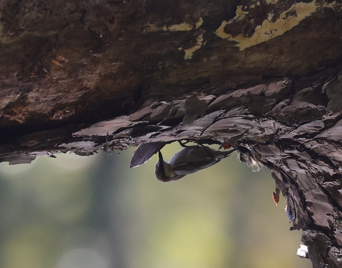 Brown-headed Nuthatch - ML643400498