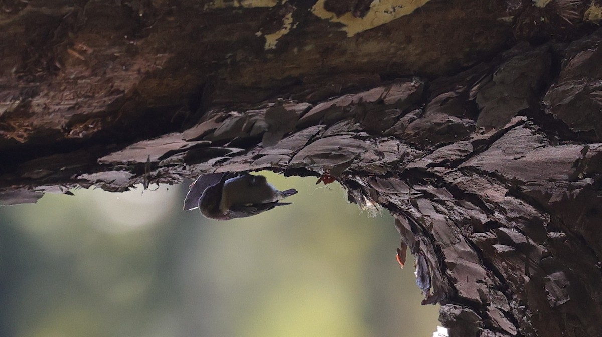 Brown-headed Nuthatch - ML643400499