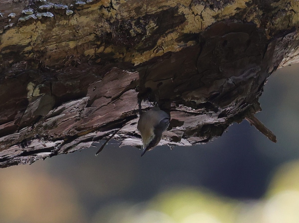 Brown-headed Nuthatch - ML643400500