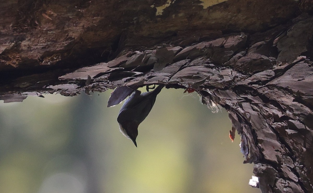 Brown-headed Nuthatch - ML643400501