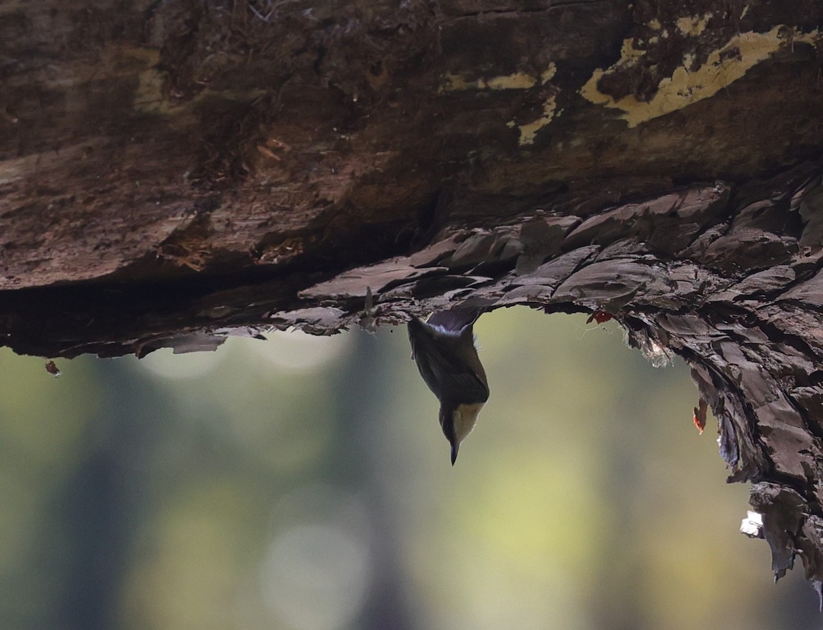 Brown-headed Nuthatch - ML643400502
