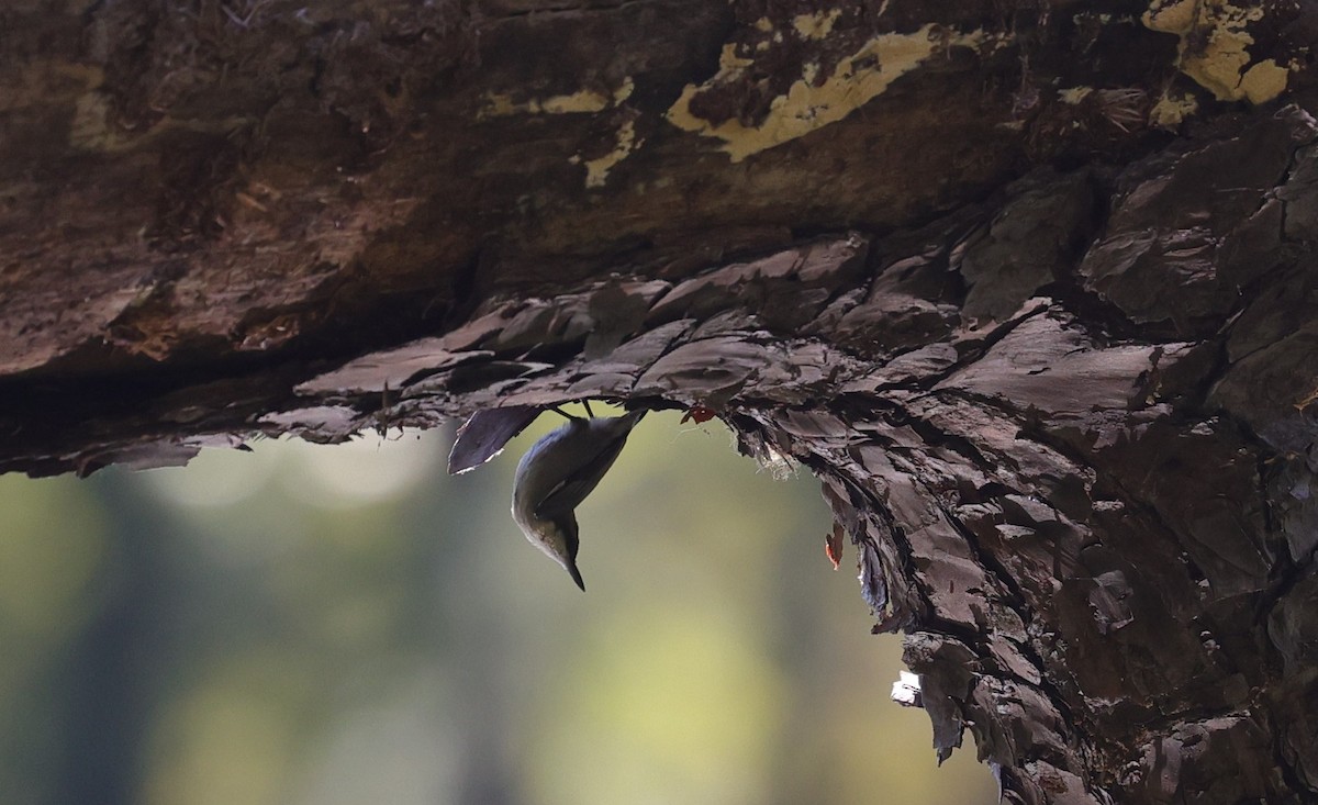 Brown-headed Nuthatch - ML643400503