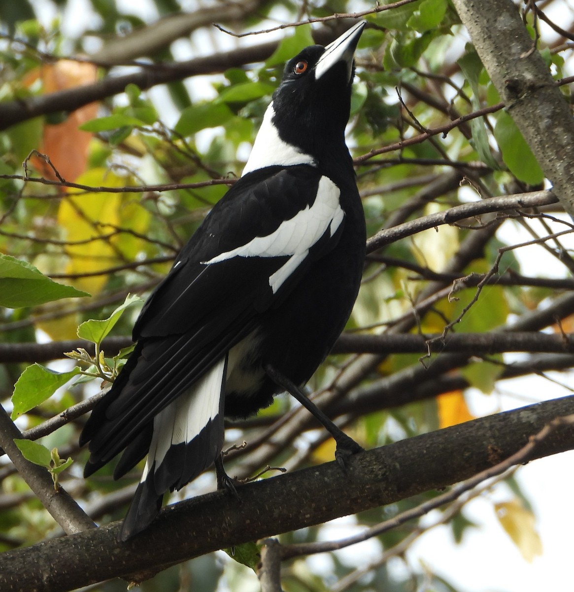 Australian Magpie - ML643400515