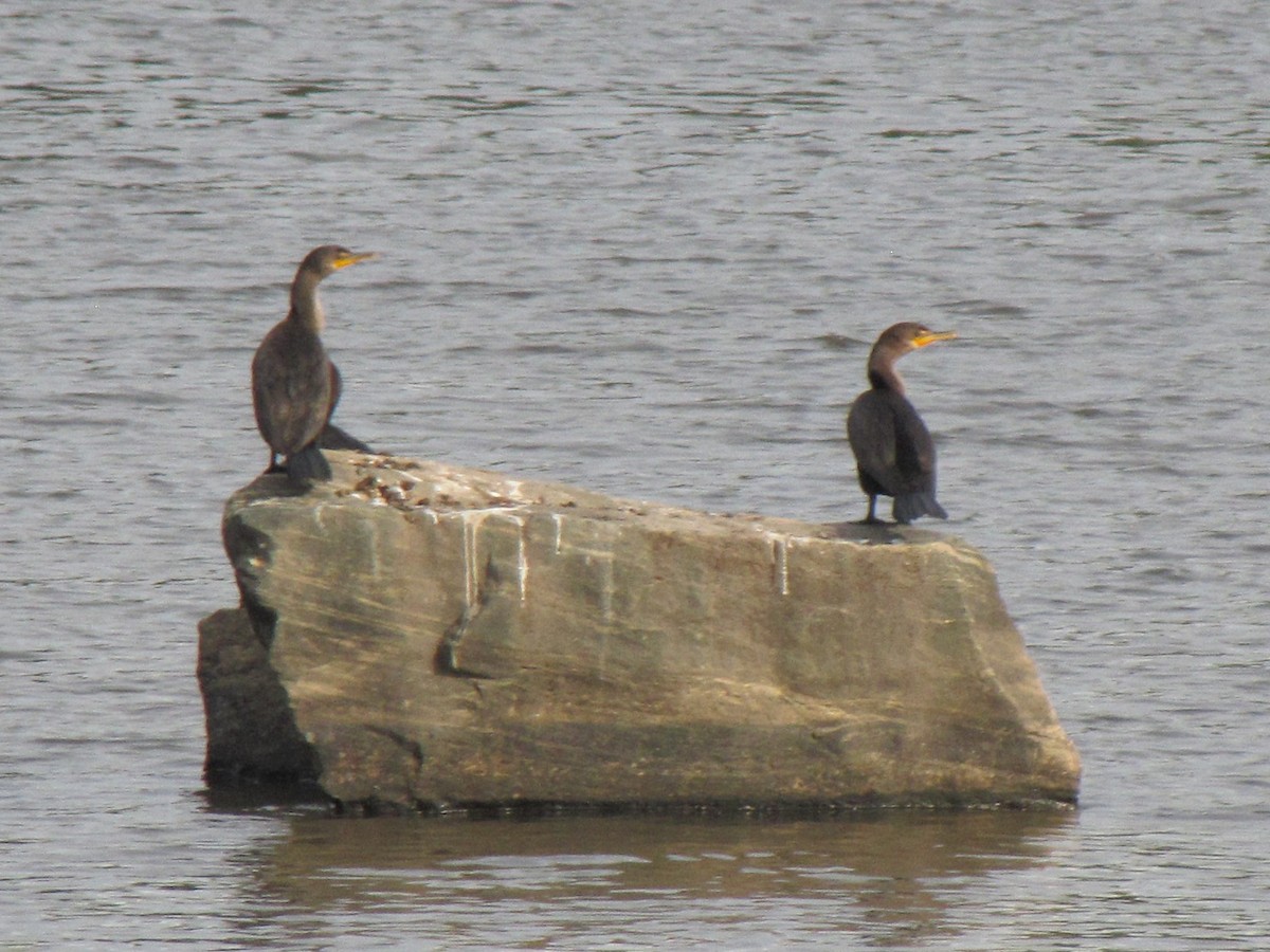 Cormoran à aigrettes - ML643400522
