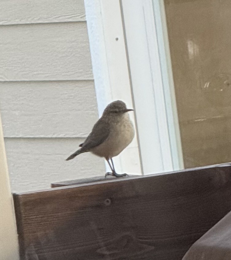 Rock Wren - ML643400525
