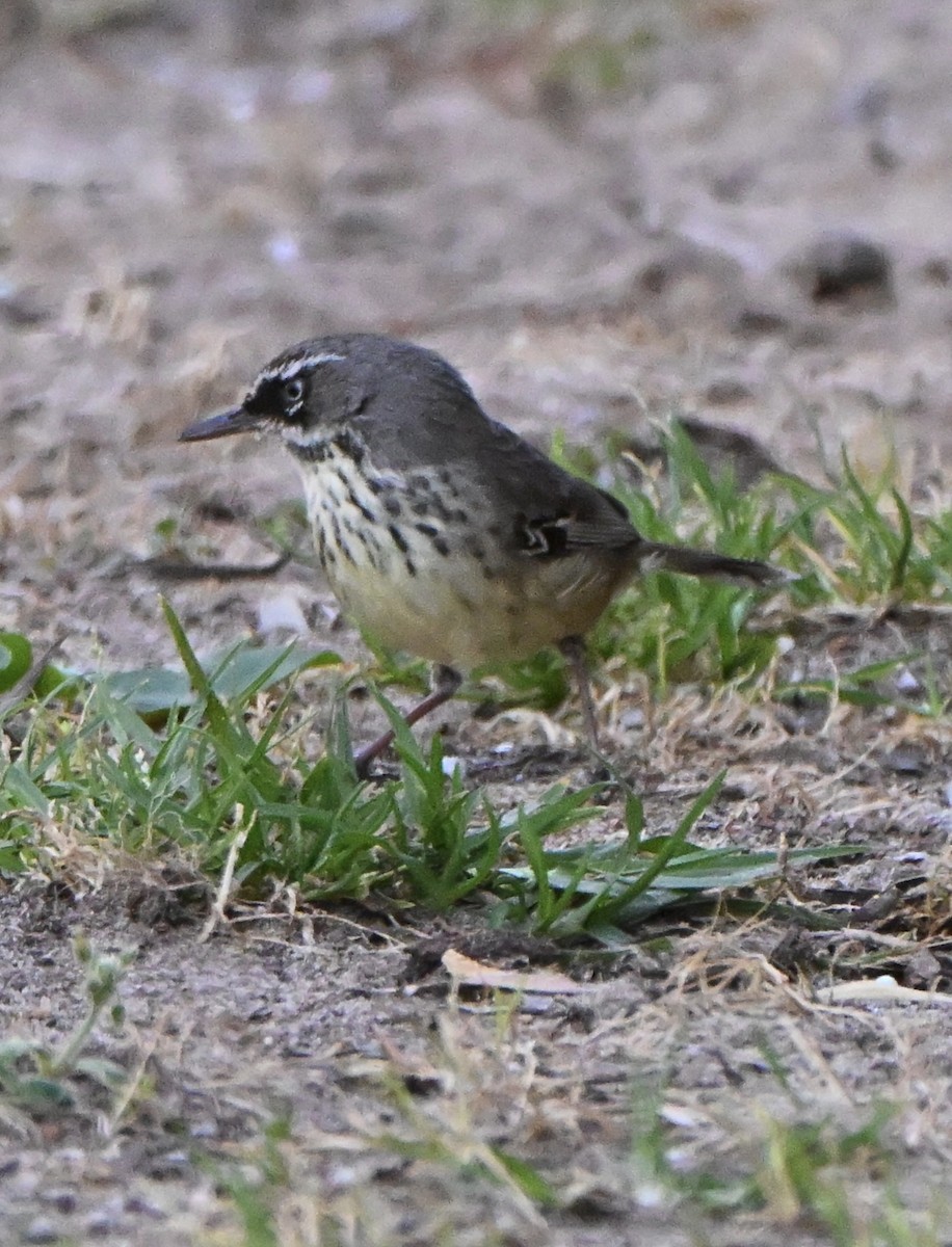 Spotted Scrubwren - ML643400526