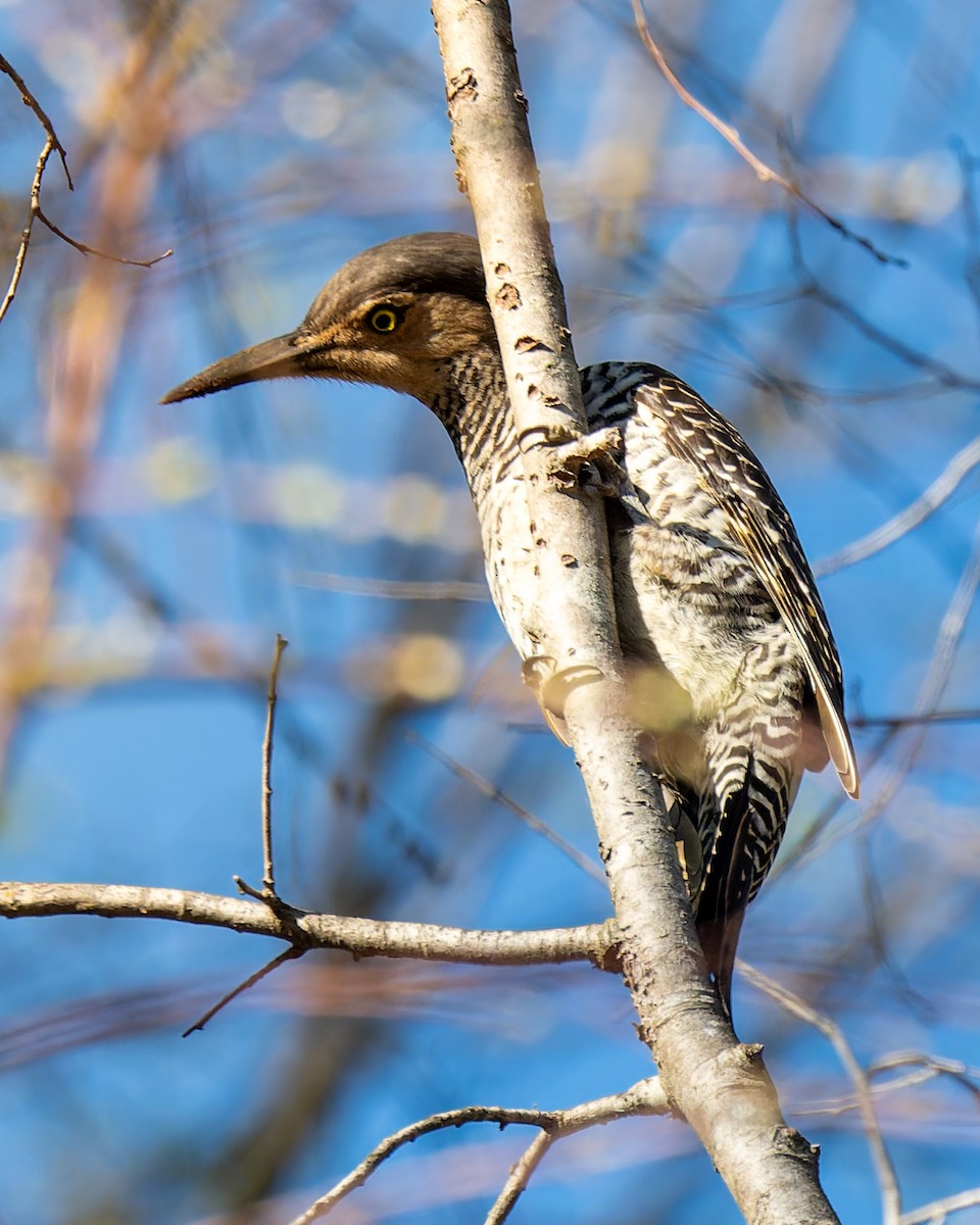 Chilean Flicker - ML643400543