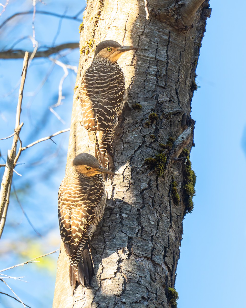 Chilean Flicker - ML643400544