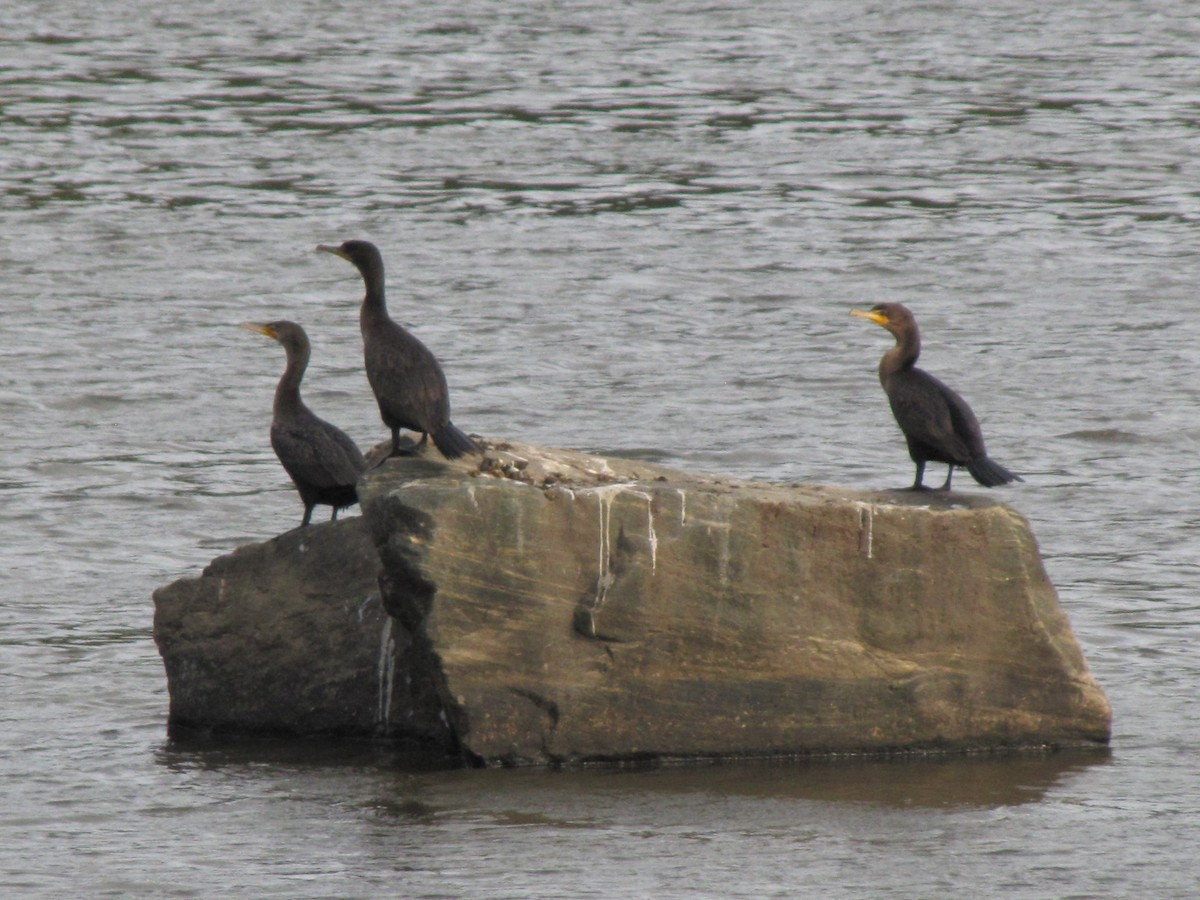 Cormoran à aigrettes - ML643400555