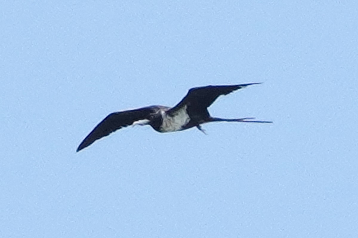 Lesser Frigatebird - ML643400572